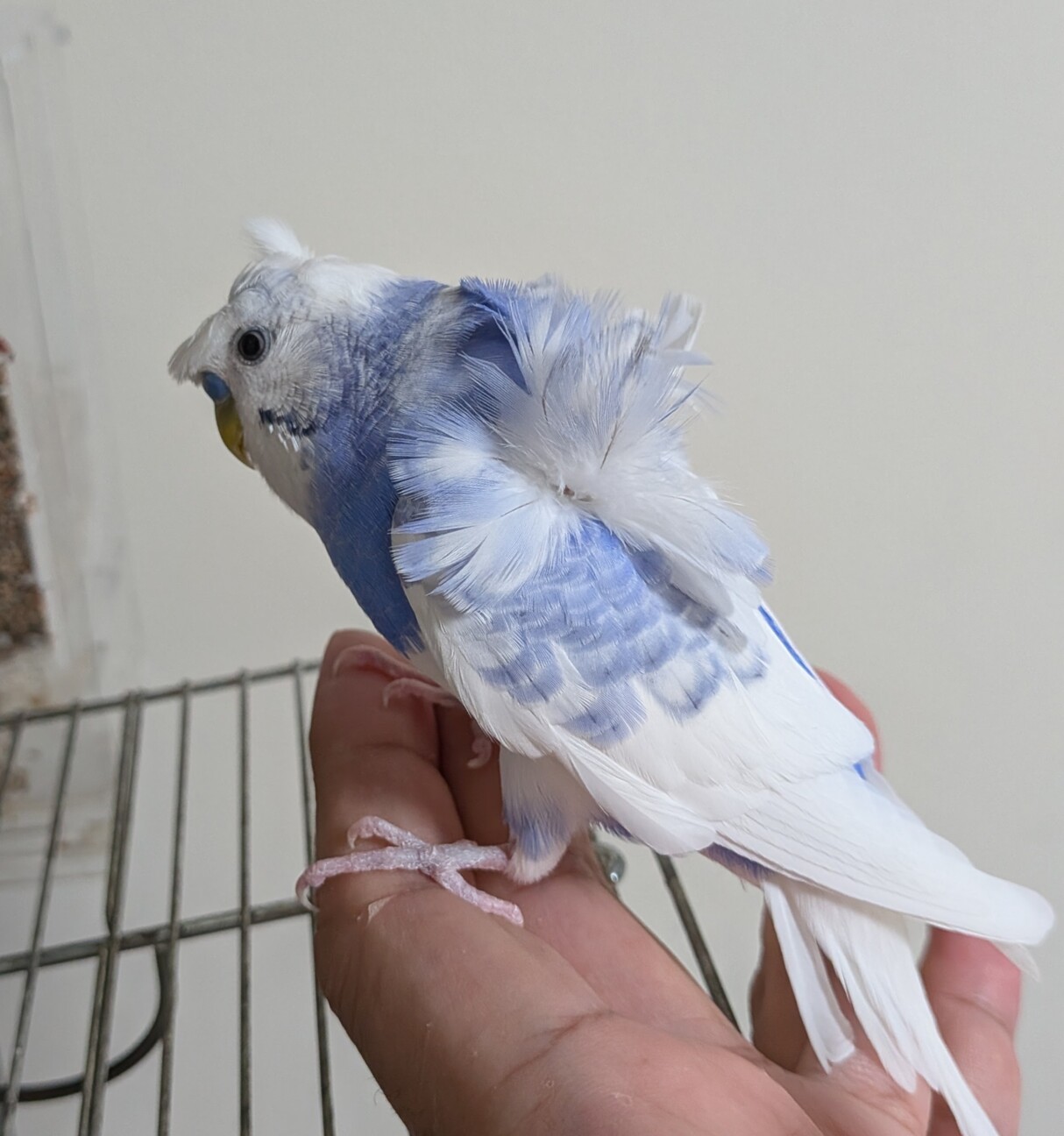 セキセイインコ 羽衣」東京都 - 鳥の里親募集(538681) 2枚目の画像