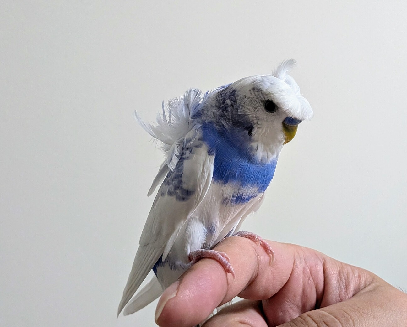 セキセイインコ 羽衣」東京都 - 鳥の里親募集(538681) 3枚目の画像