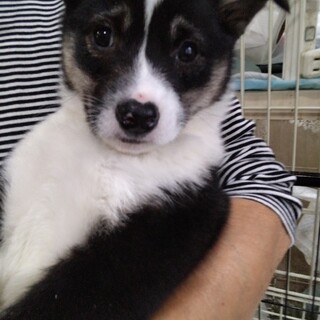 11日の譲渡会に参加します、ポニーちゃん