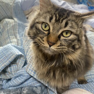 人馴れ抜群のレオ