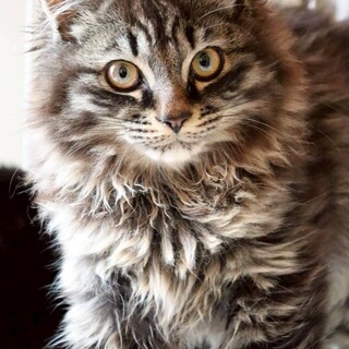 甘えん坊のつくし