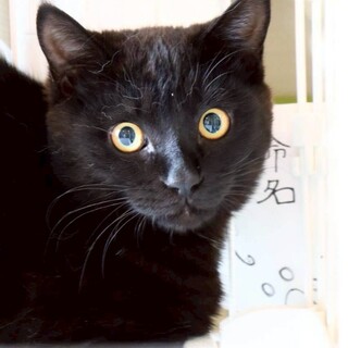 食いしん坊のヤマト