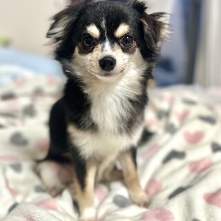 【チワワ】推定2歳前後♂松風くん