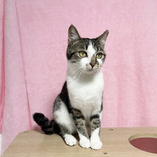 【4/12東銀座】トトちゃん★９ヵ月♪