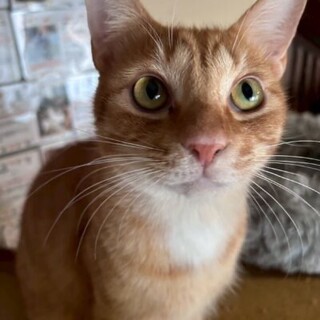 明るく人間好きな男の子！ちゃお丸くん