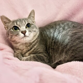 【4/12東銀座】オグリくん★７ヵ月♪