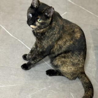 甘えん坊サビちゃん