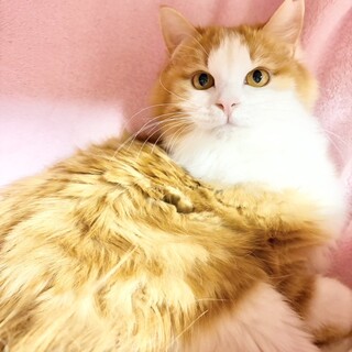 【4/12東銀座】いちごちゃん★１歳♪