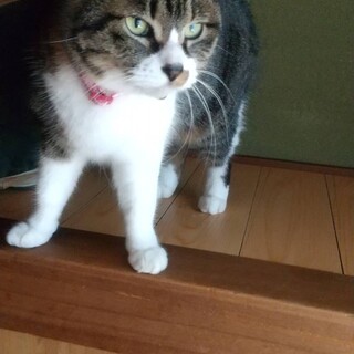 ※急募※タマちゃん ６歳 女の子 小柄