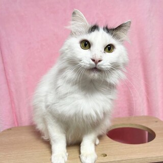 【4/12東銀座】ポコくん★６歳♪