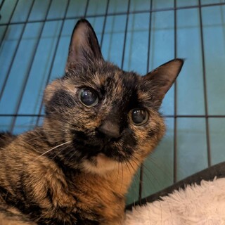 バリー：人馴れ抜群！スリスリしてくれるサビ猫さん。