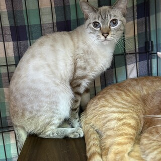 控えめな女の子！しお丸ちゃん