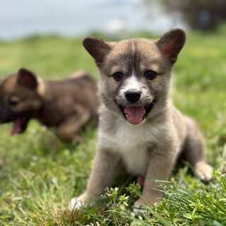 陽気な男の子【乱太郎くん】
