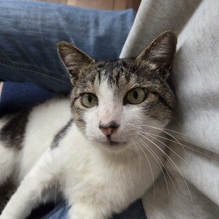 人懐っこいキャリア猫