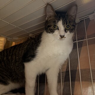 鳴き声がかわいい！シンシン