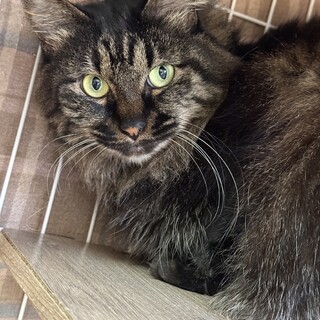 長毛でナデナデ好きな女の子！おすし