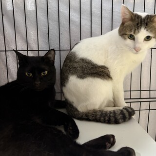 仲良しブラックバード&ジェットスター