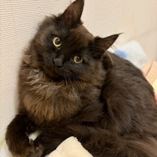 食いしん坊のはな