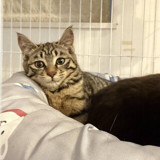 食いしん坊のたま