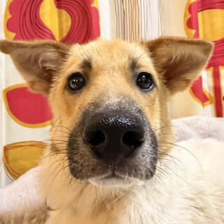 生後4-5ヶ月　　男のコ