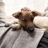 「生後7ヶ月」お散歩もトイレも上手な可愛い男のコ　 サムネイル4