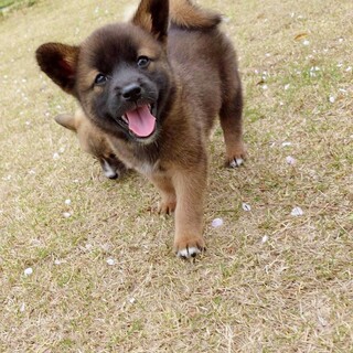 頑張り屋の【きり丸くん】