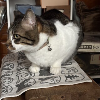 ※急募※アズキ 男の子 ５歳 キジ白