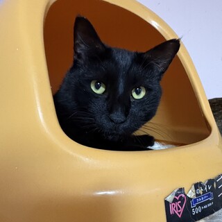 『おすも』綺麗な黒毛が美しい男の子