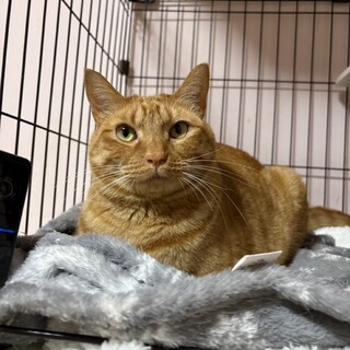 『ねもる』美しい茶トラ猫さん