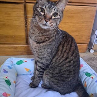 カール：チコリと仲良し！キジの男の子