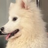 【再掲】サモエドちゃんです！ サムネイル3