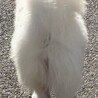 【再掲】サモエドちゃんです！ サムネイル4