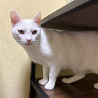 『チャモ』触られるのは平気だけど人は苦手