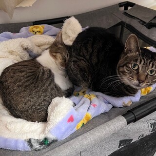 『キャメル』人の傍らが好きな構ってタイプ