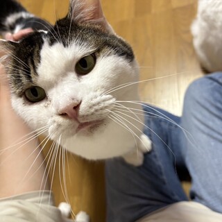 『ラキ』遊ぶの大好き、撫でられるの大好き