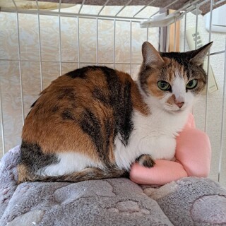チコリ：美猫！人馴れも抜群！三毛の女の子
