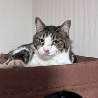 『ナプア』ポチャリ体型の女の子