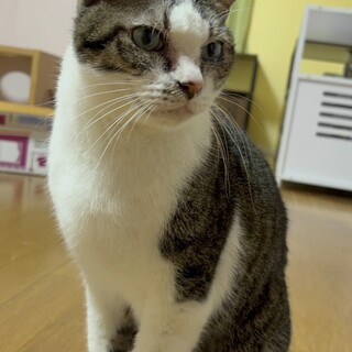 『イムア』ケージ生活中、人は大好き