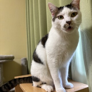 『はち』立派な体型の男の子、ぽんぽんが好き