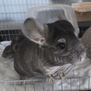 ずっとのおうちを探しています◎