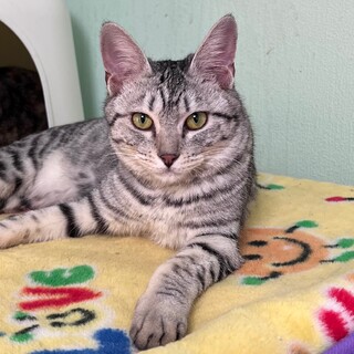 『タイガー』美猫なのに残念ながら人が苦手