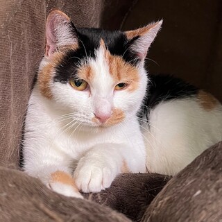 『ルサ』綺麗な三毛猫柄でちょっと臆病