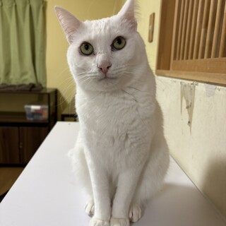 『もちゃ』綺麗な白猫さん