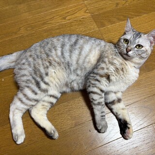 『ローラ』くりくりな大きなお眼めの美人猫さん