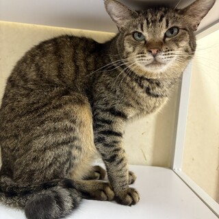 『ウク』短め尻尾に遊び好きな子