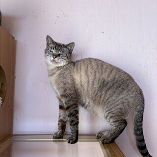 『シノ』美猫さんですが、怖がり