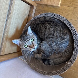 『シャン』人の傍らに居るのが結構好き