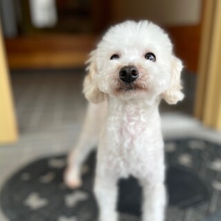 『ドル』運動神経抜群なヤンチャっ子