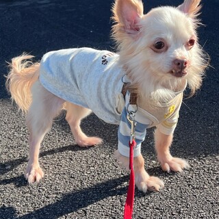 『ぶった』シニアだけど、まだまだ元気