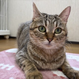 『ミレ』アメショ―MIXの小柄な女の子